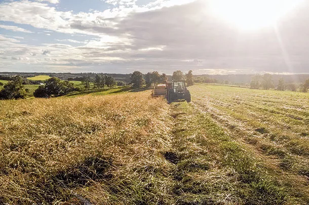 Meadow fescue may be ready for planting in 2017. Learn more about this variety and whether it’s a fit for your pastures.