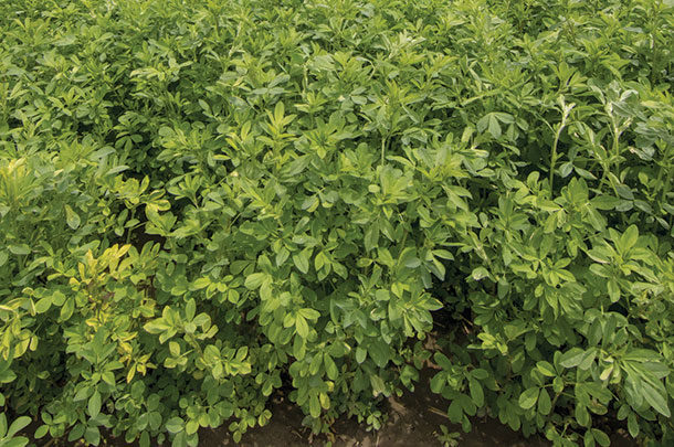 Genetically engineered reduced-lignin alfalfa