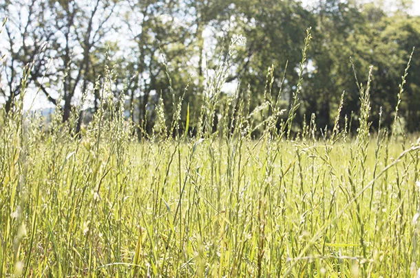 high-sugar grasses provide extra sugars