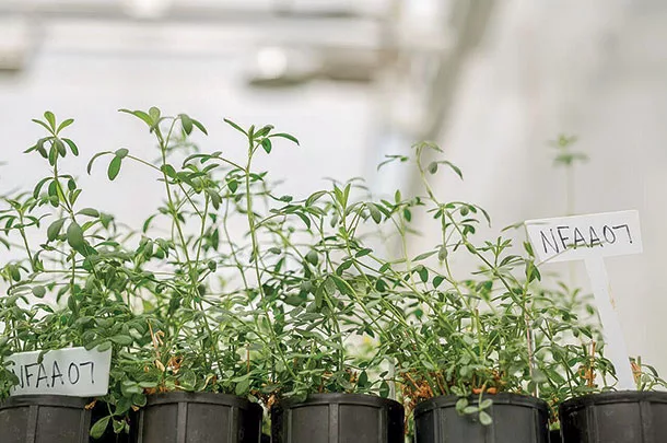 Sequencing and decoding alfalfa genomes