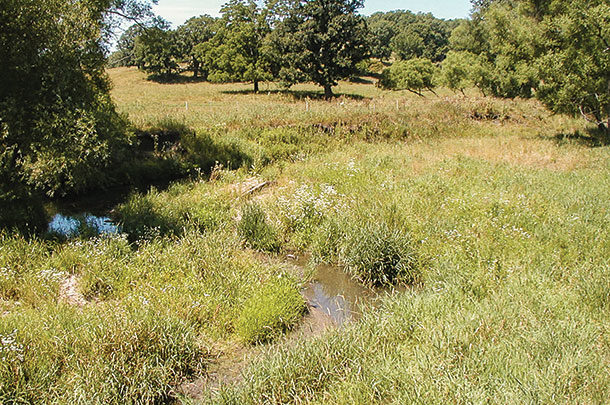 A riparian paddock in a rotational grazing system