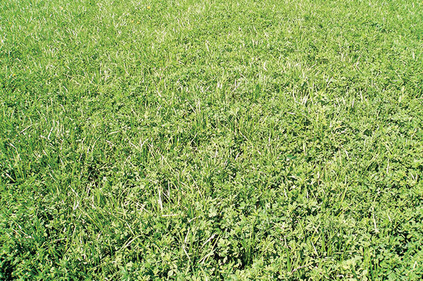 This second-year, alfalfa-tall fescue mix