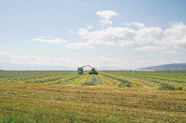 Green chopping