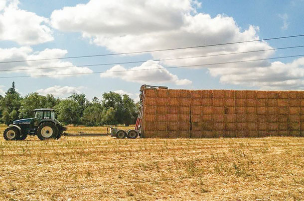 One of the employee staking bales of grass strew in the field