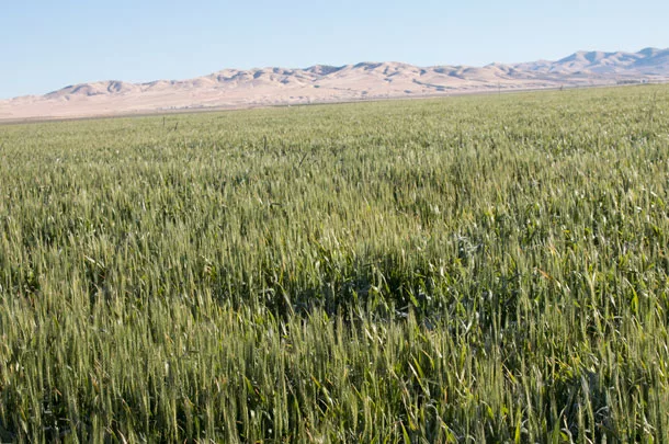 cover crops