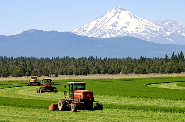 cutting hay