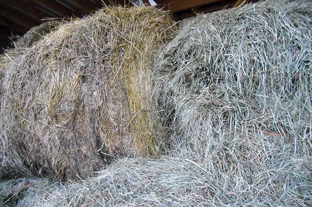 Two different lots of southern-teir new York hay