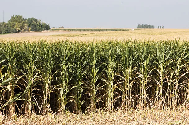 Planning and tracking the cost of feeds