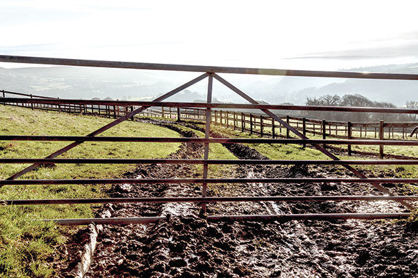 Mud can be stressful on forages, livestock and producers