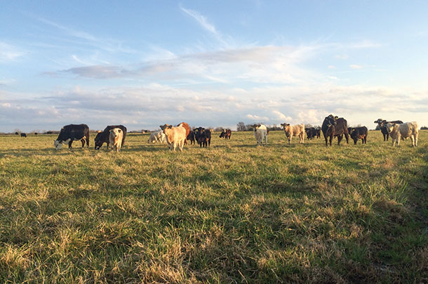A fall-calving herd grazes cool season annuals in January
