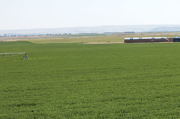 Feld of lower lignin alfalfa from eastern Washington 