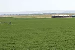 Feld of lower lignin alfalfa from eastern Washington 