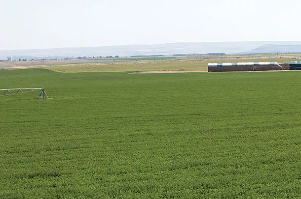 Feld of lower lignin alfalfa from eastern Washington 