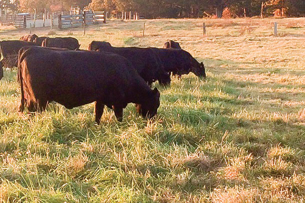 New grass height and the grazed grass
