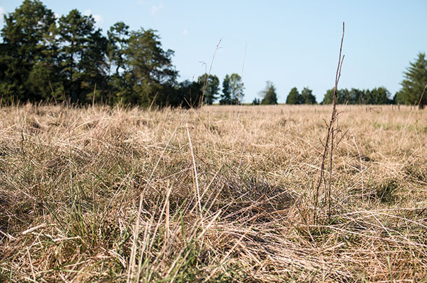 Amout of residue the Deals try to leave behind. Cattle taken off pasture three weeks ago