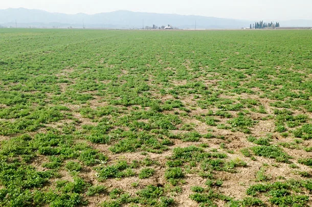 Thinning alfalfa stand