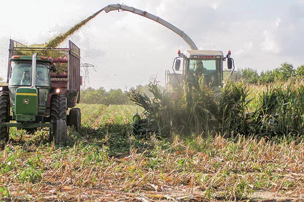 Chopping corn