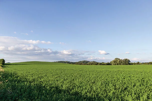 Some growers chose not to rotate stands out in 2016