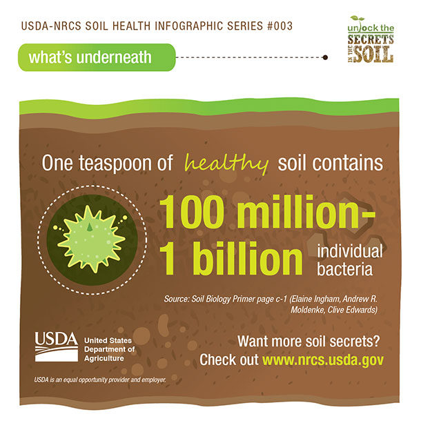 What a teaspoon of healthy soil contains