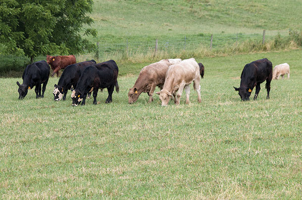 Cattle grazing in a pasture