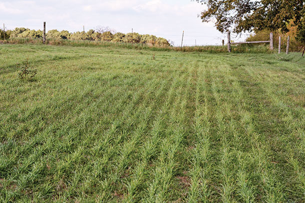 Rows of planted small-grain rye in a bermudagrass field