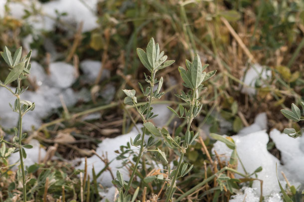 Winter hardy alfalfa