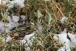 Winter hardy alfalfa