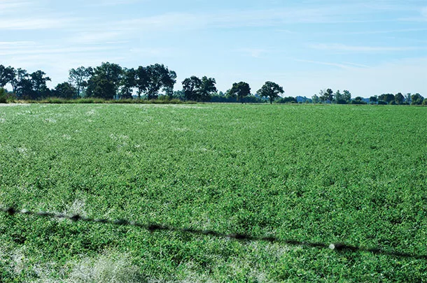 In the South, irrigating hay isn't a common occurrence