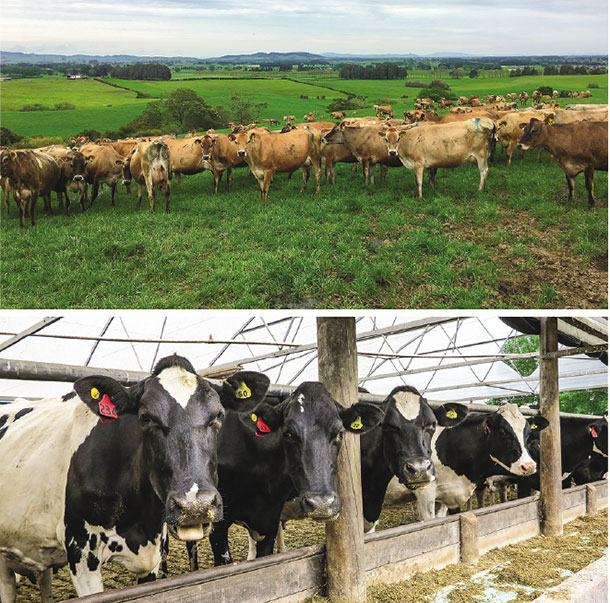 Dairy systems in New Zealsnd have intensified from the grass-only 