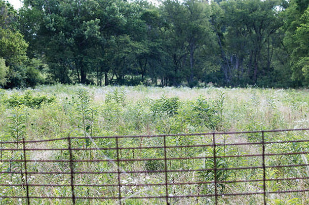 For comparison, this neighboring pasture is now in the condition Neal Schrick and Lannett Edwards’ pasture was when they first bought the farm.