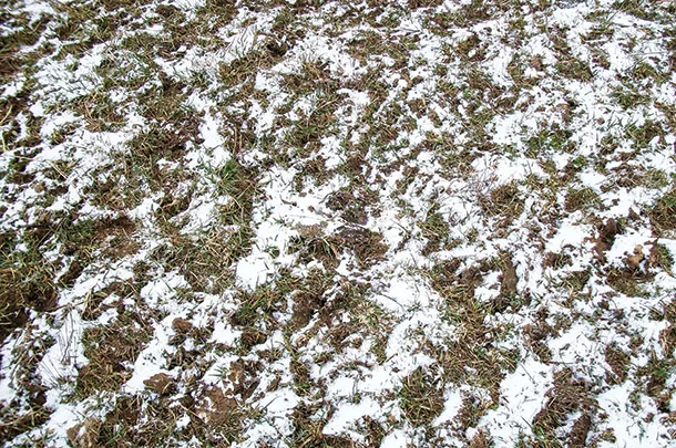 Frost seed pastures