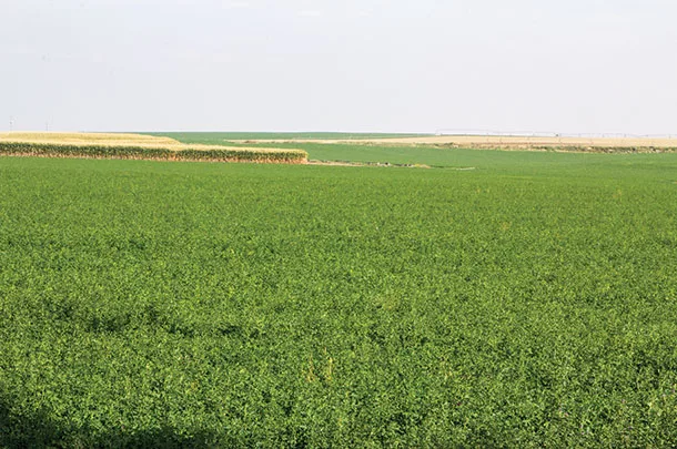 A field of alfalfa