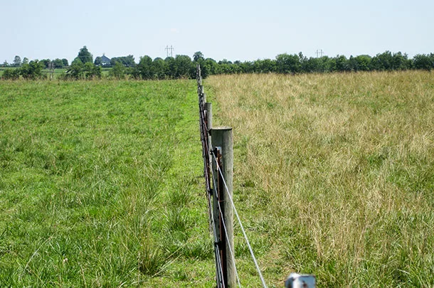 seedheadless fescue vs. fescue with seedheads