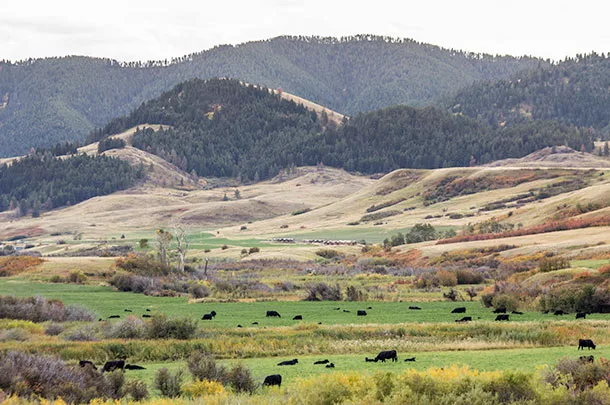 cows grazing pasture