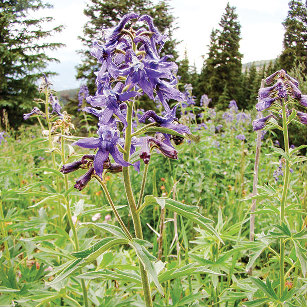 Tall larkspur is toxic to humans and livestock