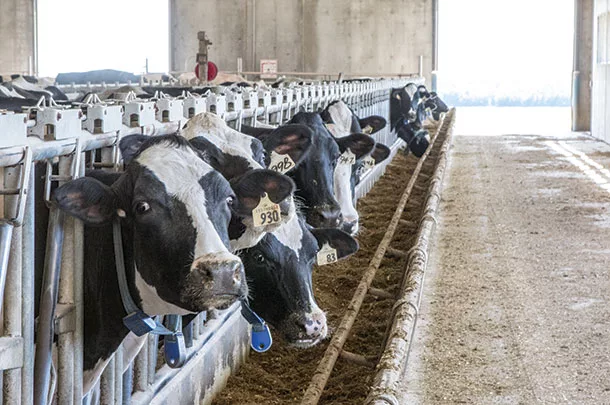 Cows at feed bunk