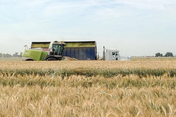 Harvesting Triticale