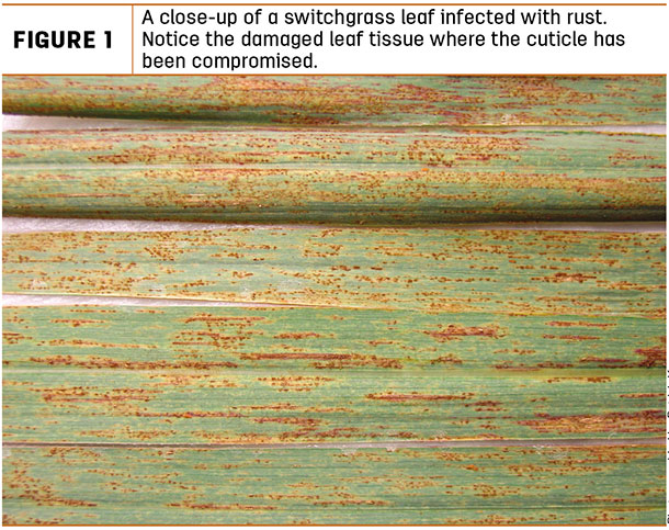 A close-up of a switchgrass leaf infected with rust