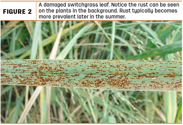 a damaged switchgrass leaf. Notice the rust can be seen on the plants in the background