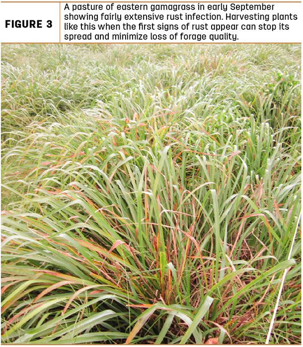 Smut on a switchgrass seedhead. smut does not occur on foliage and therefore does not impact forage quality