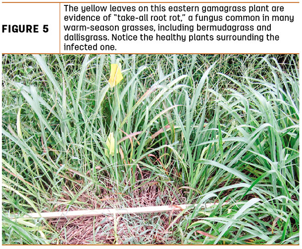 Yellow leaves on this eastern gamagrass plant are evidence of "take-all root rot"