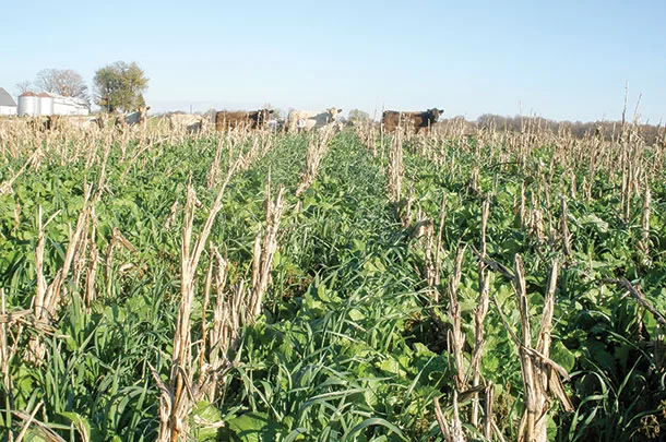 Cover crops