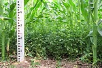 Interseeded alfalfa and corn in early July