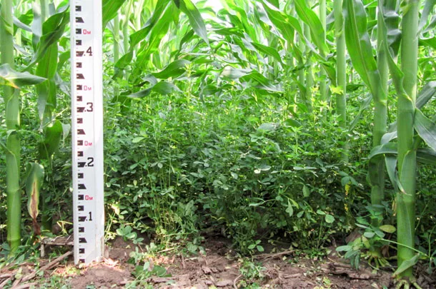 Interseeded alfalfa and corn in early July