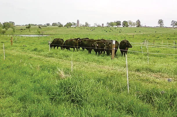 Mob grazing