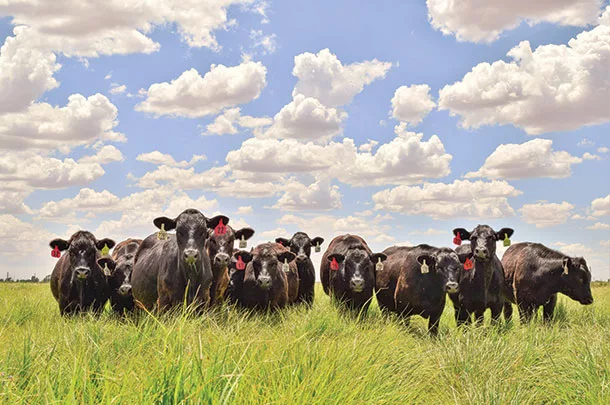 Cattle in a pasture