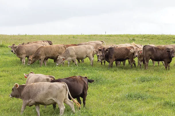 moving cattle