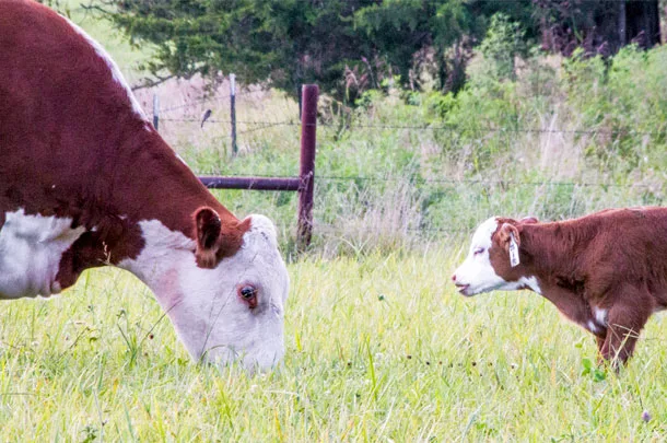 beef cow and calf grazing