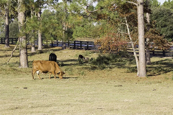 Grazing cattle