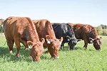 Grass-finished beef graze Connecticut pastures